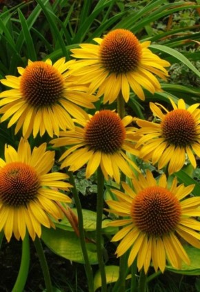 Эхинацея: Красота и здоровье в вашем саду