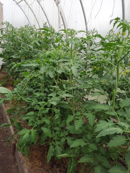 Как заставить томаты свести и плодоносить лучше