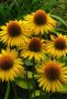 Эхинацея: Красота и здоровье в вашем саду