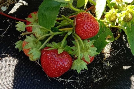 Секреты успешной посадки клубники под спанбонд в августе