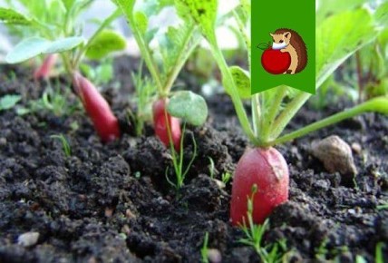 ��� �� ��������� ������ ��� ������� ������: ���� �������� ��������