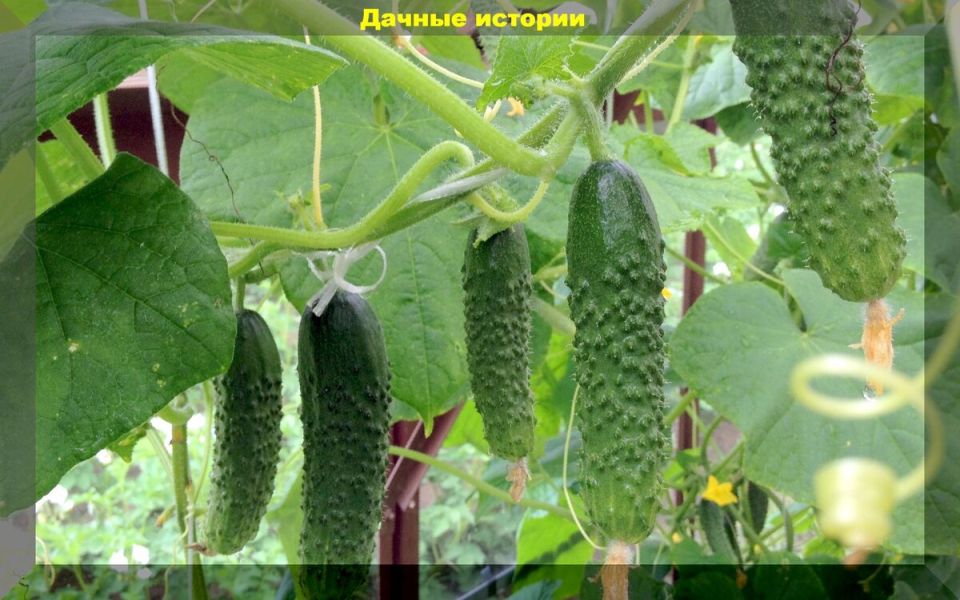 ��� ��������� ��������� �� �������� ��� ��������� �����������