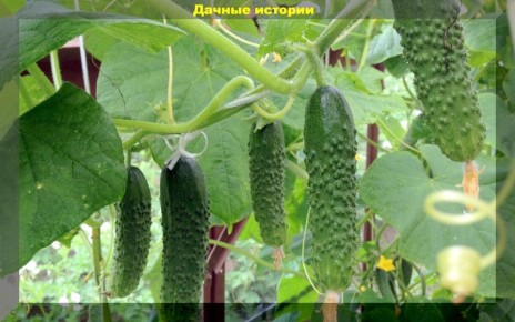 Как правильно ухаживать за огурцами для повышения урожайности