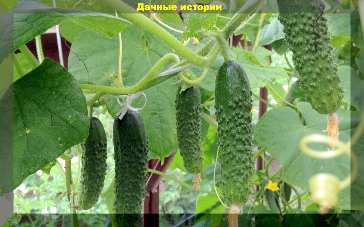 Как правильно ухаживать за огурцами для повышения урожайности