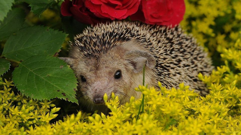 ��������� � �������: ��� ������� ������ � �������� �����