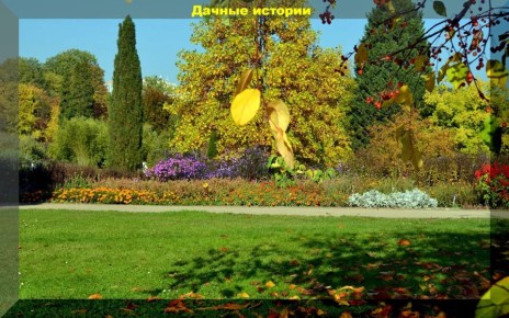 Секреты осеннего ухода за участком: бархатцы, плодородие и советы профессионалов