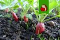 Как не допустить ошибок при посадке редиса: семь ключевых моментов