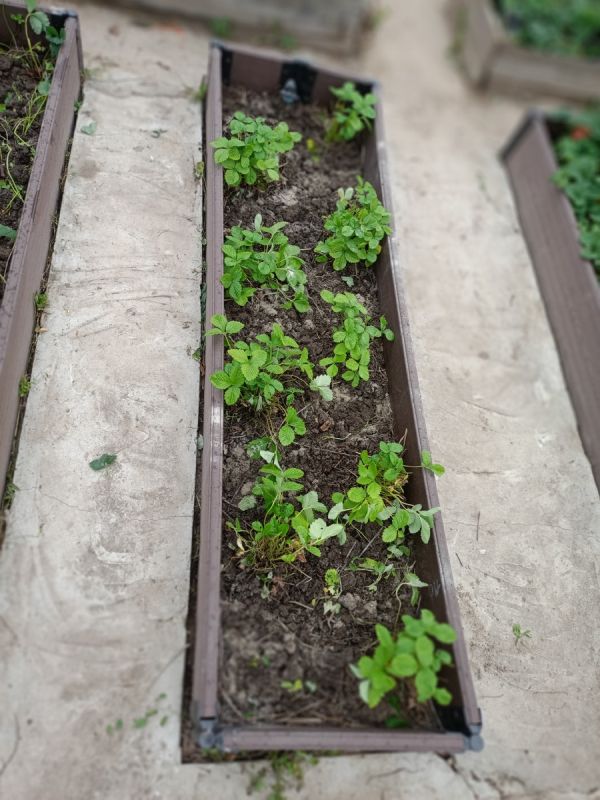 �������� ��������� ��������� � �������: ���������� ����� � ������