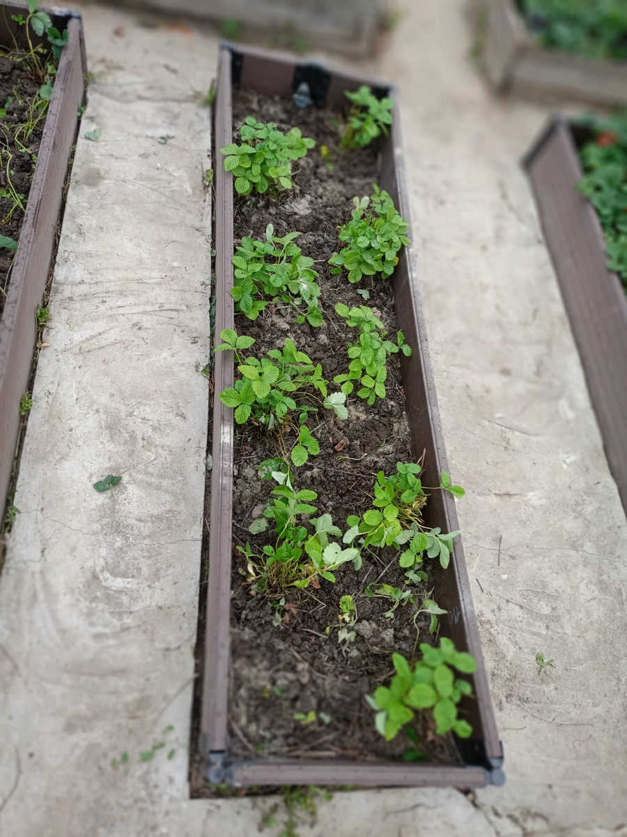 Успешное сочетание земляники и чеснока: интересные факты и советы