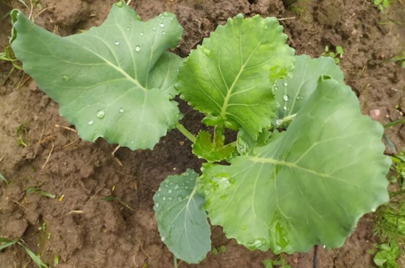 Как заботиться о капусте в июне: советы по росту и защите