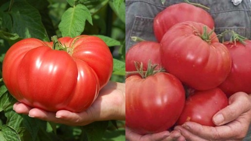 ��� ��������� ���������� �������� � ������� ���������� ���������