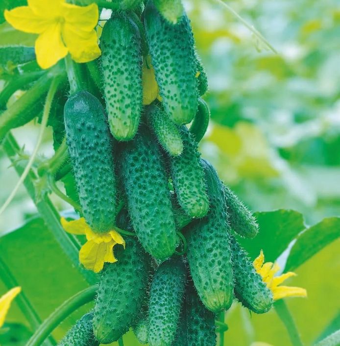 ��� �������� ���������� ������ ������� ���� � ����� ����