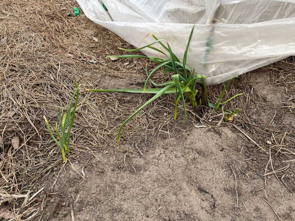 ����������� ������: ��� ��� ������ � ������������