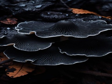 ������ �������: ��������� �����, ������� ��������� ������ ��������