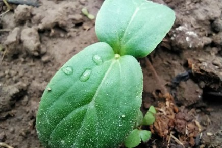 ��� ��������� ������ ���� �����: ������� ������