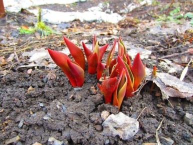 ��� ������ ��������� ���������� �������� ��� �� �������� �����