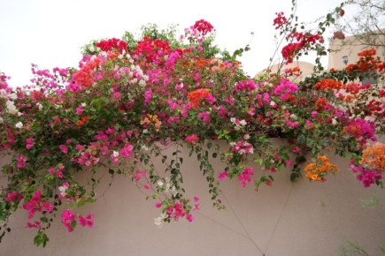 ������� ��������� ����������� �����������: ����� �� ����� �������