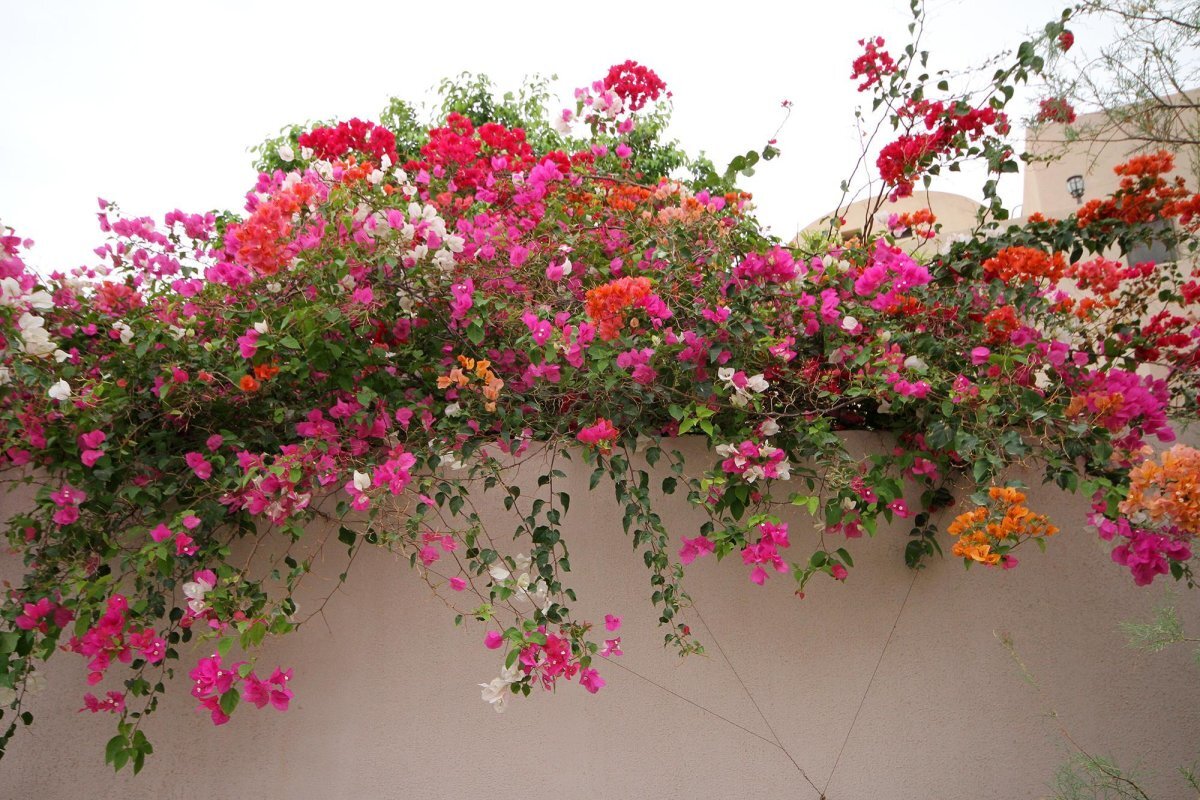 Секреты успешного выращивания бугенвиллеи: краса на вашем участке