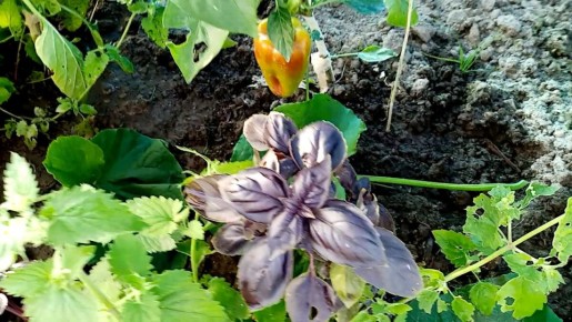 ��� ��������� �������: ������� ������, ������� ����� �����������