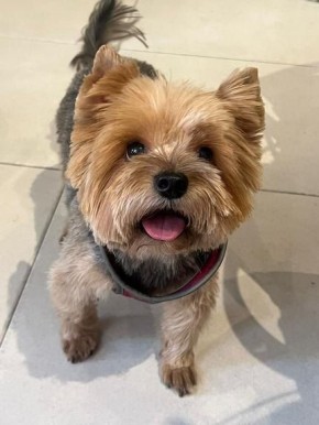 В России могут ужесточить правила обращения с домашними питомцами