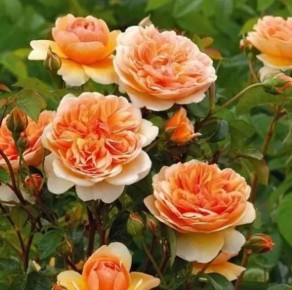 Розы Остина: как выбрать, выращивать и ухаживать за красавицами вашего сада