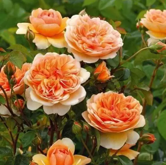 Розы Остина: как выбрать, выращивать и ухаживать за красавицами вашего сада