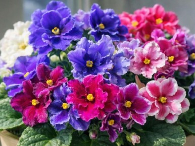 Как витамин B12 помогает фиалкам снова свести