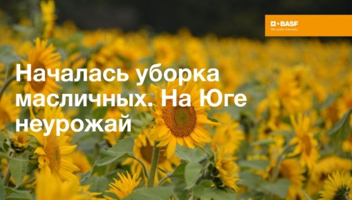 Уборка масличных в России: важные изменения и прогнозы