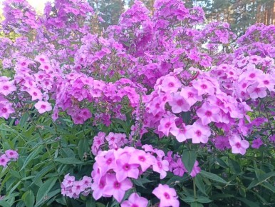 �������� �������: ��� ���������� ������ �������� �� �����