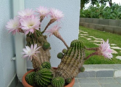 ����� ��������� �������� ����� �������� �� �������: �������� �������