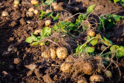 Как латвийские фермеры собирают картошку до 12 клубней с куста