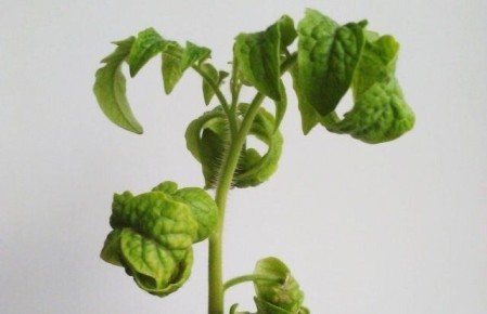 ��� ���������� �� ��������������� �������� ������� ���������