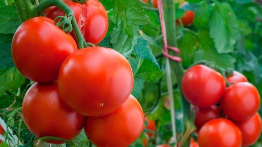 �����, ������� �������� �����: ������ ������� ��� ��������