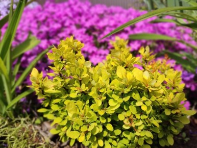 ���������: ��������� ���������� ��� ����������� ����