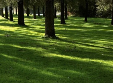 Как создать идеальный газон в тени: секреты выбора трав и ухода