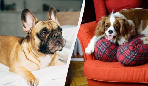 Когда любимец становится дорогим: питомцы, которые могут разорить владельца