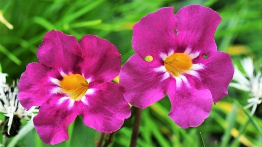 Инкарвиллея: редкий цветок, который преобразит ваш сад