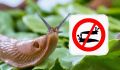 Слизи в доме: как избавиться от непрошеных гостей