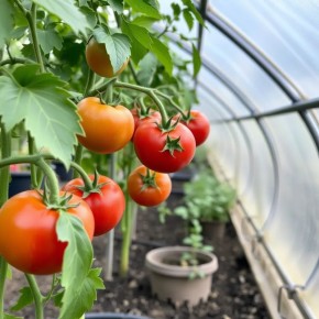 Август: время для сбора урожая тепличных томатов