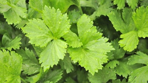 Рост урожая: секреты раннего посева растений в январе