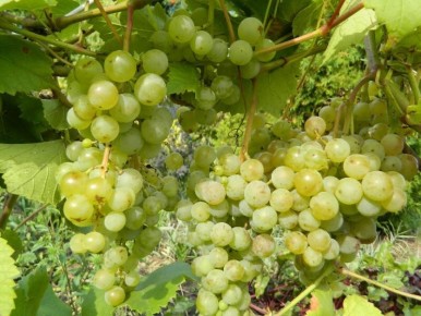 ����������� ������ ���������: ������ �� ������������ � �������