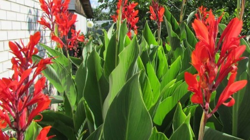 �����: ������� ����������� ����������� ������� � ����� ����