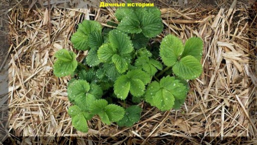 Как правильно подкормить клубнику осенью и получить крупный урожай