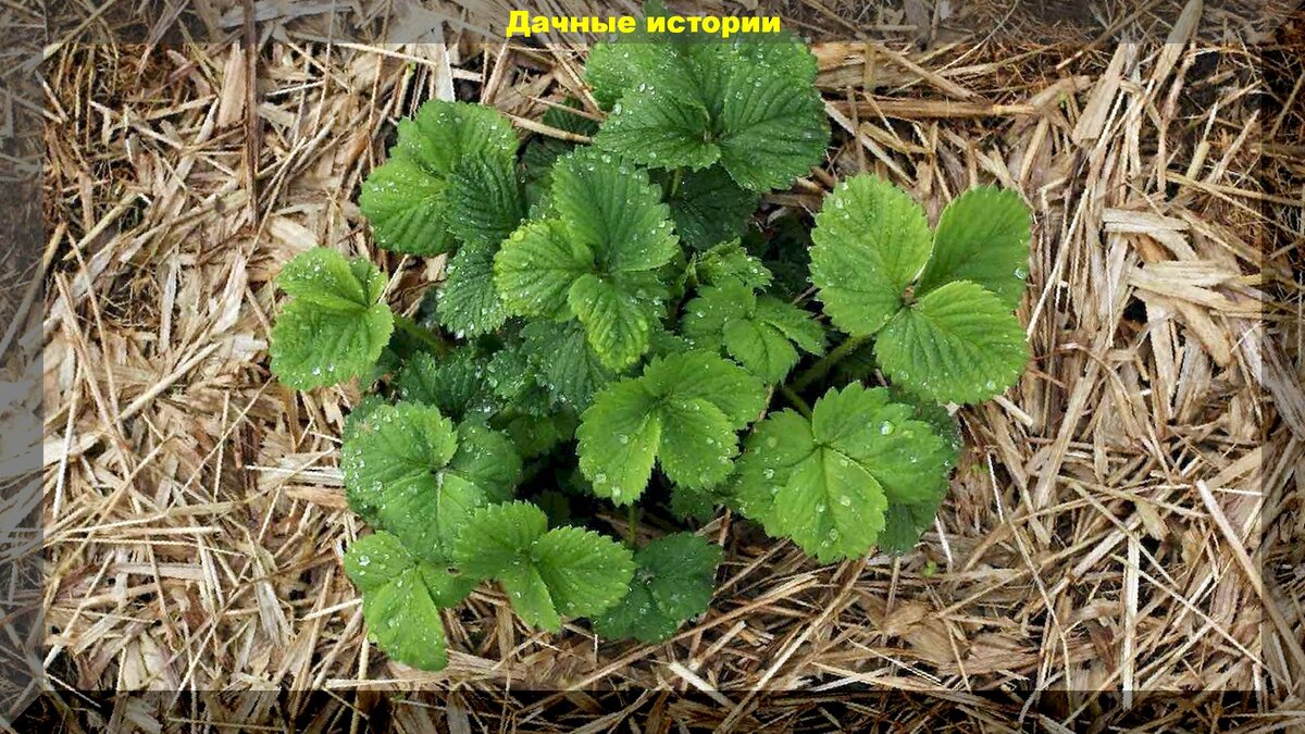 Как правильно подкормить клубнику осенью и получить крупный урожай