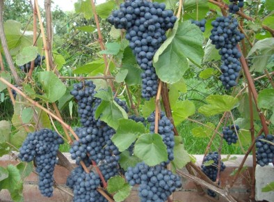 ����������� ������ ����������� ��������� � ��������: �� ����� �� ��������