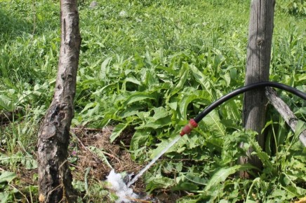 осенний полив: как сохранить здоровье сада на холода