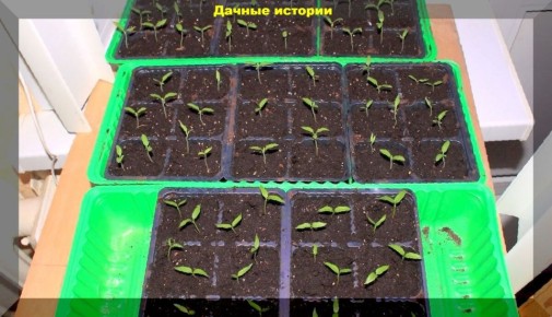 ��� ��������� ������� ������: ������� �������� �������