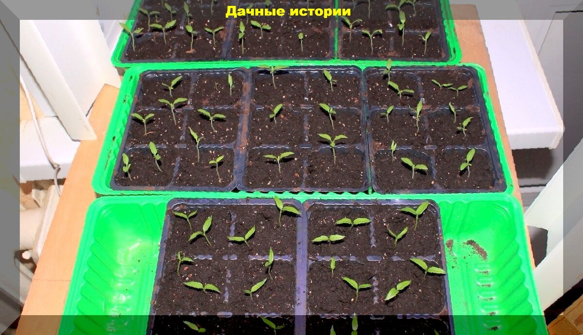 Как правильно посеять томаты: секреты успешной рассады