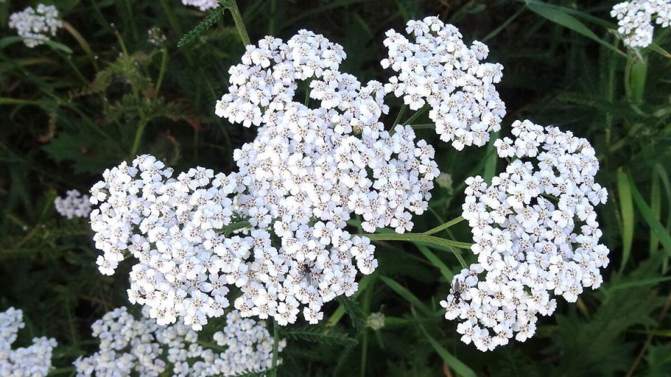 ������������ ������ �������������� ��� ������ ����