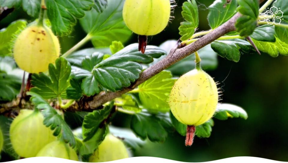 ������� ������ ��������� � ���������� �� ����������